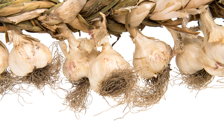 garlic on a white backgroundの写真素材