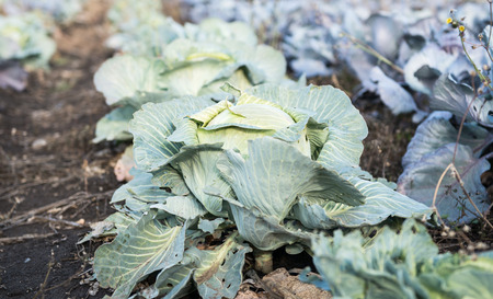 cabbage growing on the farmの写真素材