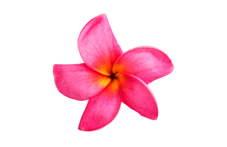 pink plumeria isolated on white backgroundの写真素材