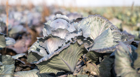 cabbage growing on the farmの写真素材