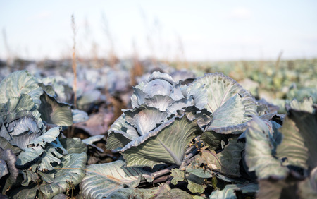 cabbage growing on the farmの写真素材