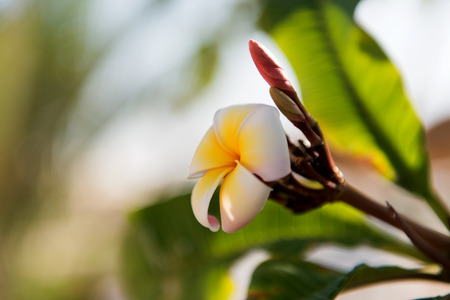 white and yellow plumeria frangipani flowers with leavesの写真素材