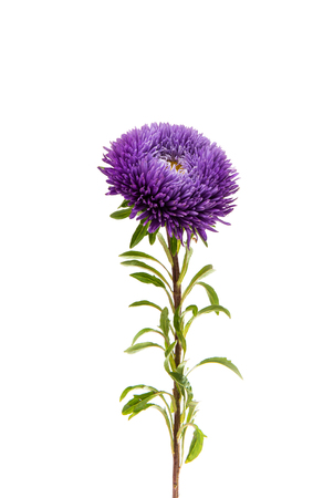 a bouquet of asters isolated on white backgroundの写真素材