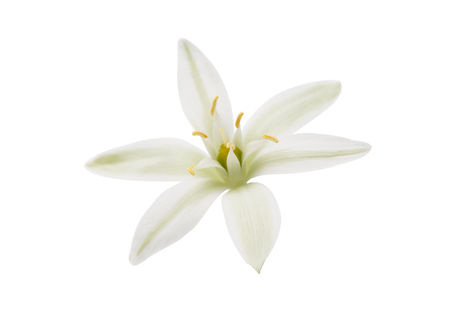 beautiful white flowers on a white backgroundの写真素材