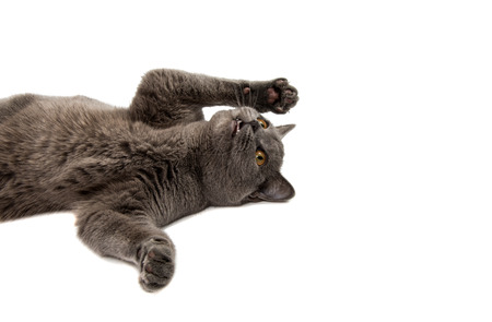 Beautiful domestic gray or blue British short hair cat with yellow eyes on a white backgroundの写真素材