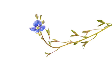 small blue flower on a white backgroundの写真素材