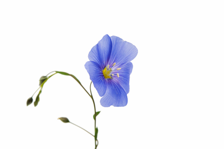 flax flower isolated on white backgroundの写真素材