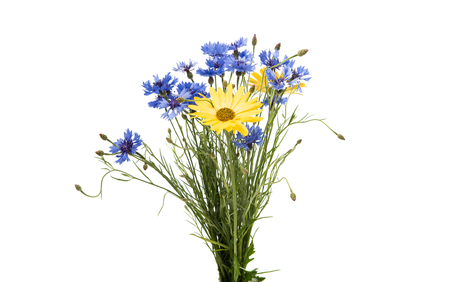 bouquet of cornflowers isolated on white backgroundの写真素材