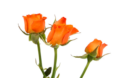 small rose isolated on white backgroundの写真素材