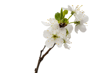 cherry blossom flowers isolated on white backgroundの写真素材