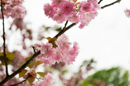 sakura flowers on the tree in springの写真素材