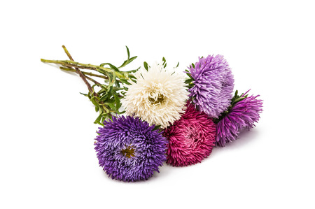 asters flower isolated on white backgroundの写真素材