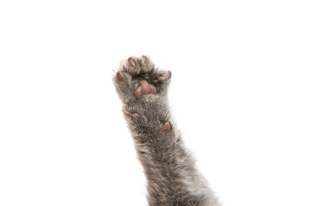 foot gray kitten on a white backgroundの写真素材