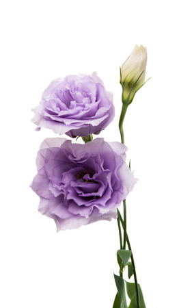 eustoma flower on a white backgroundの写真素材