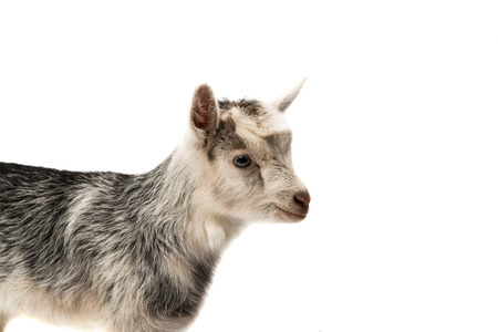 small goats isolated on white backgroundの写真素材