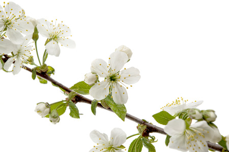 cherry flower on white backgroundの写真素材