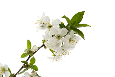 cherry flower on white backgroundの写真素材