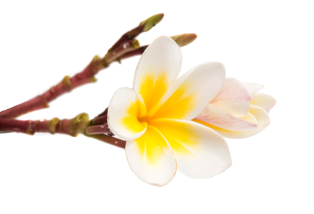 frangipani flower isolated white backgroundの写真素材
