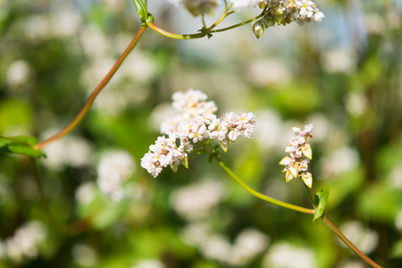 flowering buckwheat fieldの写真素材