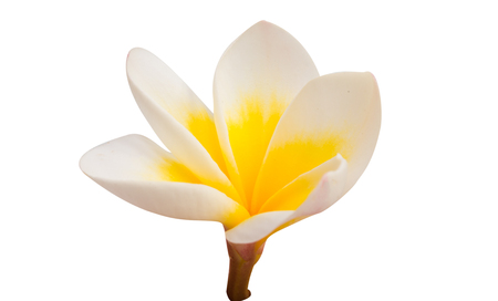 frangipani flower isolated white backgroundの写真素材