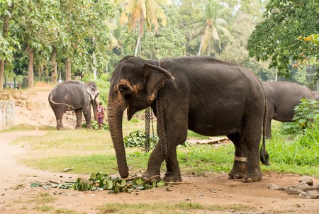 elephant browsing in tropical forest on Sri Lankaのeditorial素材