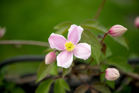 spring flowers on a meadow in springの写真素材