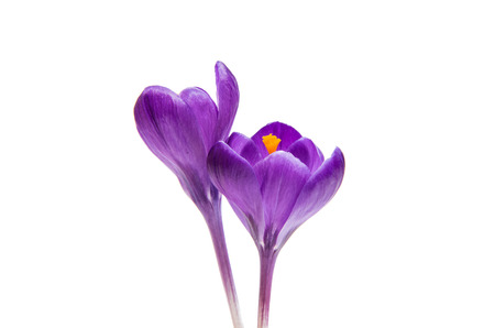 purple crocuses isolated on white backgroundの写真素材