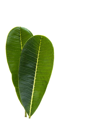 Green plumeria leaf isolated on white background