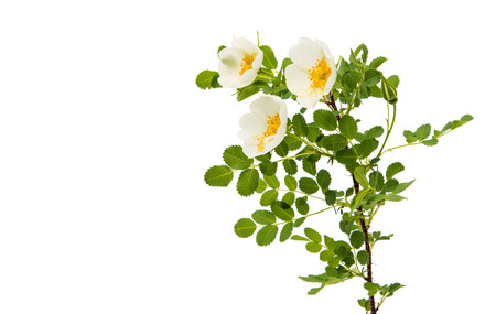 Wild rose isolated on white backgroundの写真素材