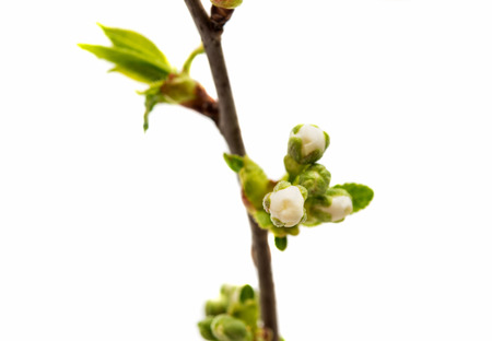 Bud with cherry flower isolated on white backgroundの写真素材