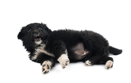 Black puppy isolated on white backgroundの写真素材