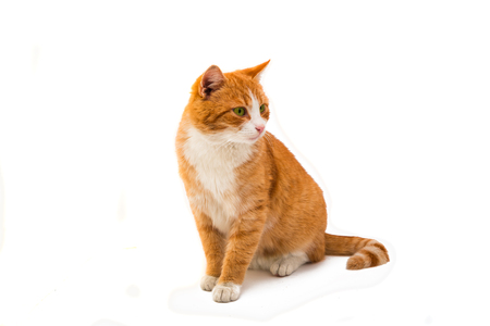 Red cat isolated on white backgroundの写真素材