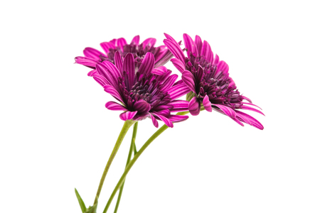 Osteosperumum Flower Daisy Isolated on White Background. Macro Closeupの写真素材
