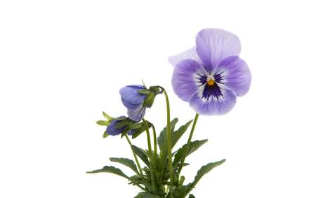 Pansies isolated on white backgroundの写真素材