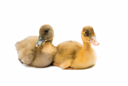 Small ducklings on a white backgroundの写真素材