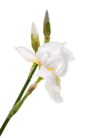 iris isolated on white backgroundの写真素材