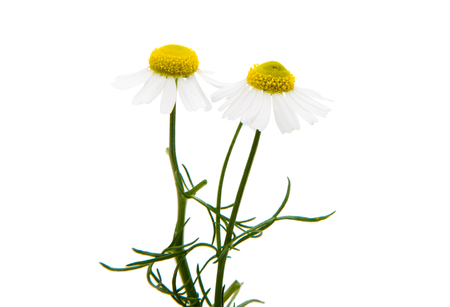 Medical daisy isolated on white backgroundの写真素材