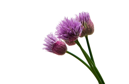 Lilac flower isolated on white backgroundの写真素材