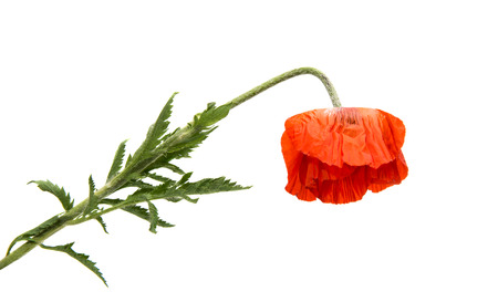 Red poppy isolated on white backgroundの写真素材
