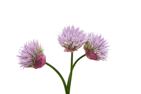 Lilac flower isolated on white backgroundの写真素材
