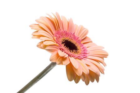 Pink gerbera on a white backgroundの写真素材