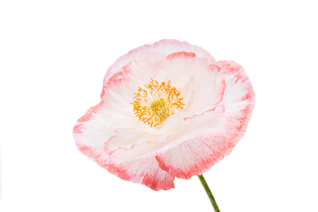 Beautiful poppy on a white backgroundの写真素材