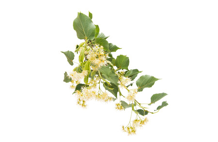 Linden flowers isolated on white backgroundの写真素材