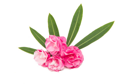 Pink oleander flower isolated on white background