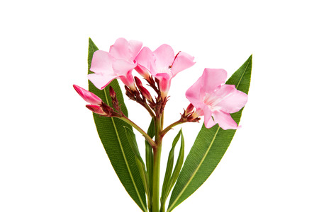 Oleander flower isolated on white background