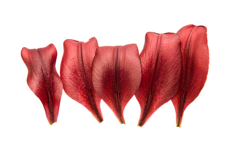 Red lily petal isolated on white backgroundの写真素材
