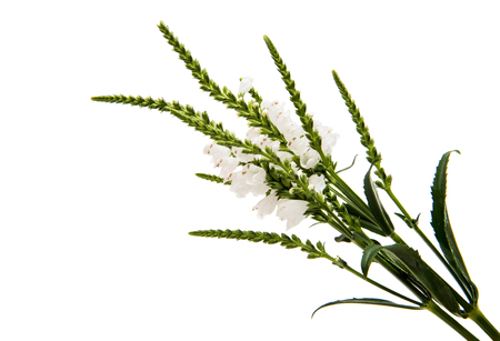 Veronica flower on a white backgroundの写真素材