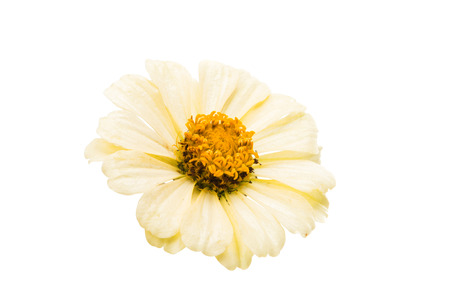 Zinnia flower isolated on white backgroundの写真素材