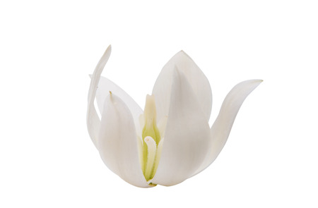 Yucca flower isolated on white backgroundの写真素材