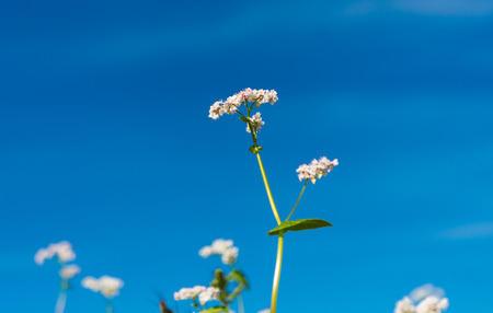 Buckwheat growing on the fieldの写真素材